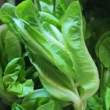 Lettuce Sativa Romaine Vegetable Microgreen Seeds with fresh elongated green romaine lettuce microgreens