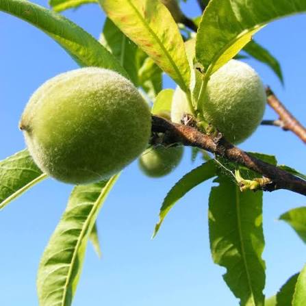 Romanian White Peach Seeds for growing heirloom cold-hardy white peach fruit trees