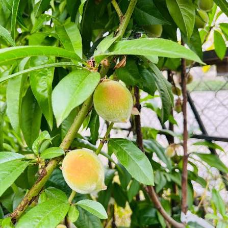 Romanian White Peach Seeds for growing heirloom cold-hardy white peach fruit trees