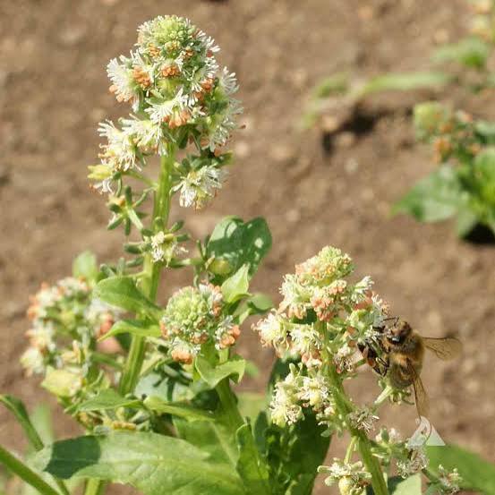 Mignonette Reseda Odorata Rose flower seeds with fragrant rose-colored blooms