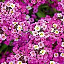 Alyssum Rosie O Day Rose Pink Flower Seeds for Planting – Heirloom Garden Flowers