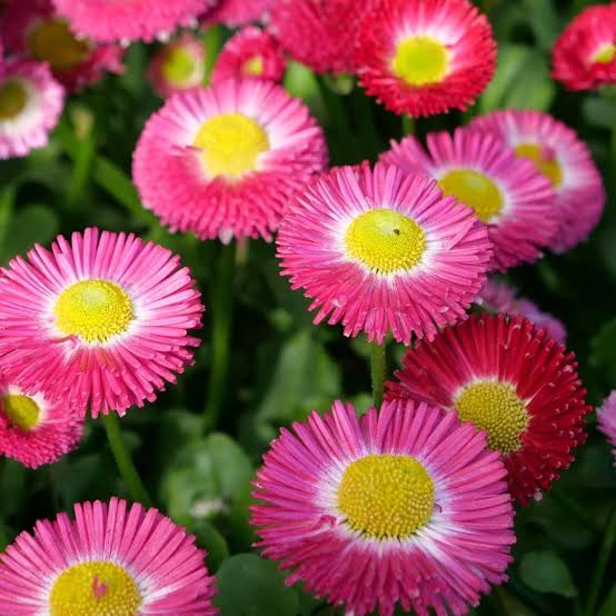 Bellis perennis Pomponette Rose English Daisy flower seeds