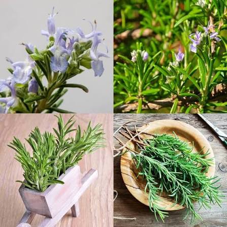 Rosemary herb microgreen seeds for growing fresh aromatic green rosemary foliage