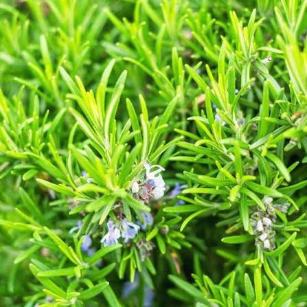 Rosemary herb microgreen seeds for growing fresh aromatic green rosemary foliage