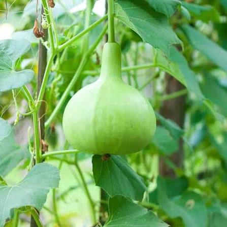 Round Bottle Gourd Seeds – Rounded Fruit Garden Vegetable Variety