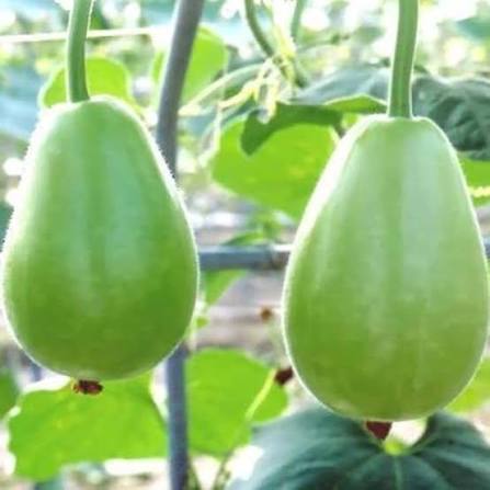 Round Bottle Gourd Seeds – Rounded Fruit Garden Vegetable Variety
