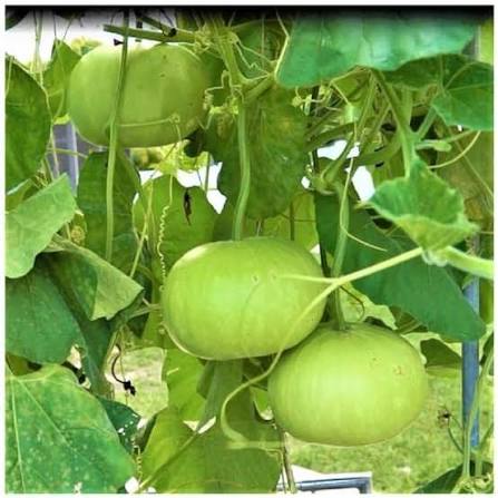 Round Bottle Gourd Seeds – Rounded Fruit Garden Vegetable Variety
