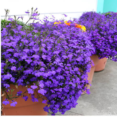Alyssum Maritima Royal Carpet Blue Flower Seeds for Planting – Heirloom Garden Flowers