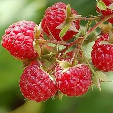Red Raspberry Seeds for growing Rubus idaeus sweet red berry fruit plants
