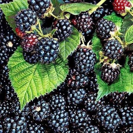 Black Raspberry Seeds Rubus occidentalis fruit variety for home planting