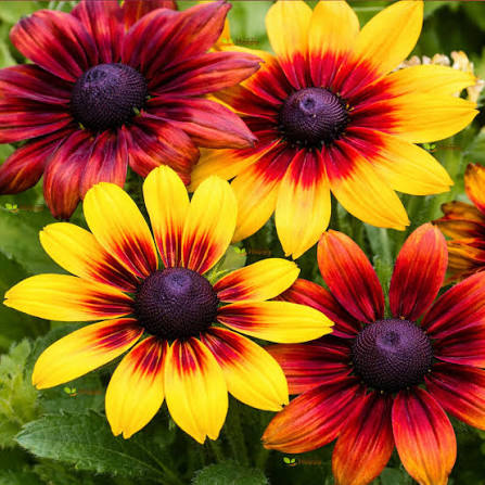 Rudbeckia Rustic Dwarf Mixed Flower Seeds colorful easy-growing garden blooms