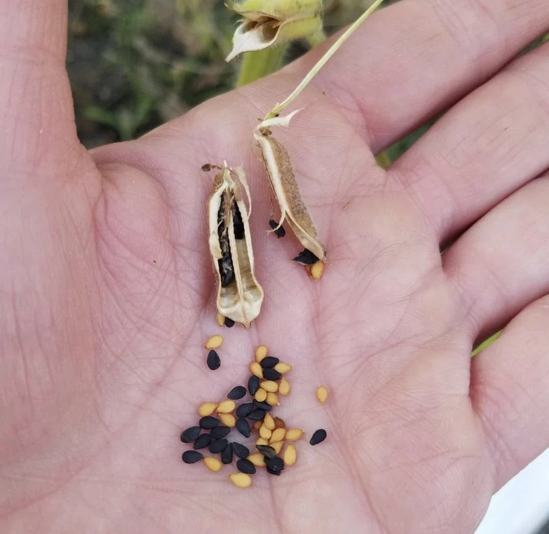 Kurogoma Kingoman Tan Herb Seeds for Planting