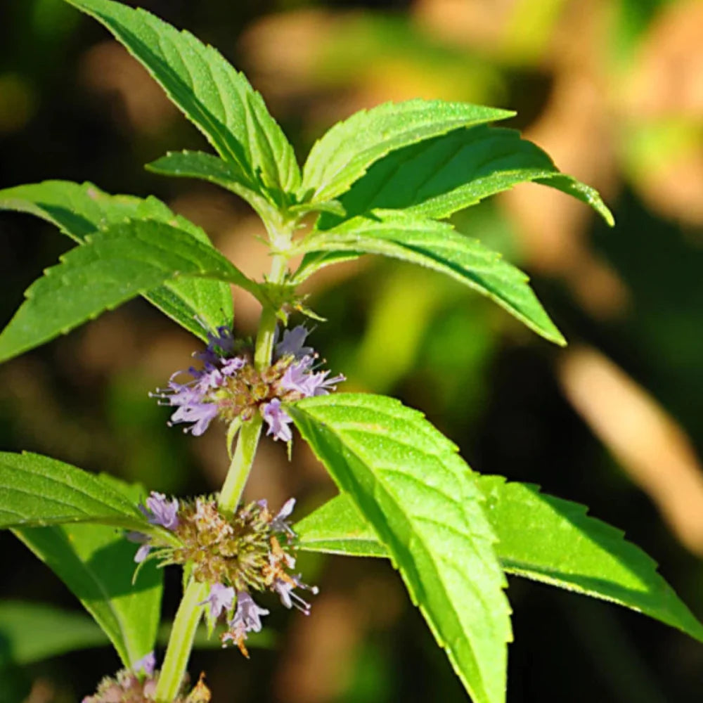 Mint Wild Corn Herb Seeds for Planting