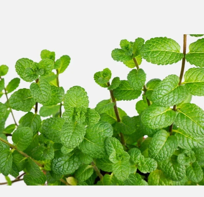 Peppermint Mentha Mint Herb Seeds for Planting