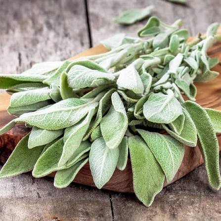 Sage Broad Leaved herb microgreen seeds for growing fresh aromatic broad green sage leaves