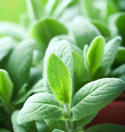 Sage Broad Leaved herb microgreen seeds for growing fresh aromatic broad green sage leaves