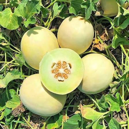 Sakata's Sweet Melon Seeds – Sweet Asian Melon Garden Fruit Variety