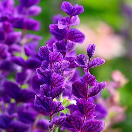 Painted Sage Salvia Horminum White Mist flower seeds with elegant white bracts