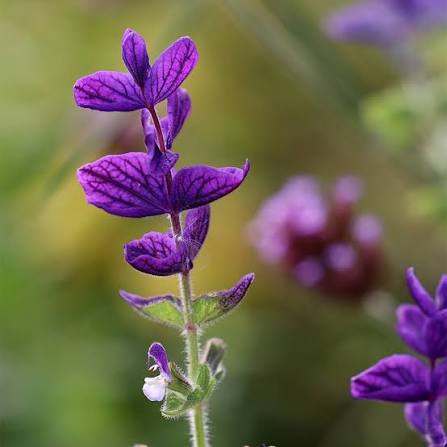 Painted Sage Salvia Horminum Blue Monday flower seeds with striking blue bracts