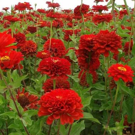 Zinnia Elegance Dahlia Flowered Scarlet Flame flower with large scarlet blooms