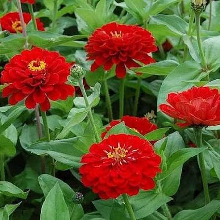 Zinnia Elegance Dahlia Flowered Scarlet Flame flower with large scarlet blooms