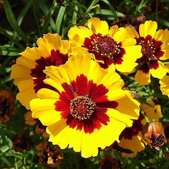 Tickseed Calliopsis Bicolor Semi-Tall Mixed flowers growing in a sunny garden