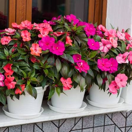Impatiens Baby Mixed Flower Seeds with colorful blooms for garden planting