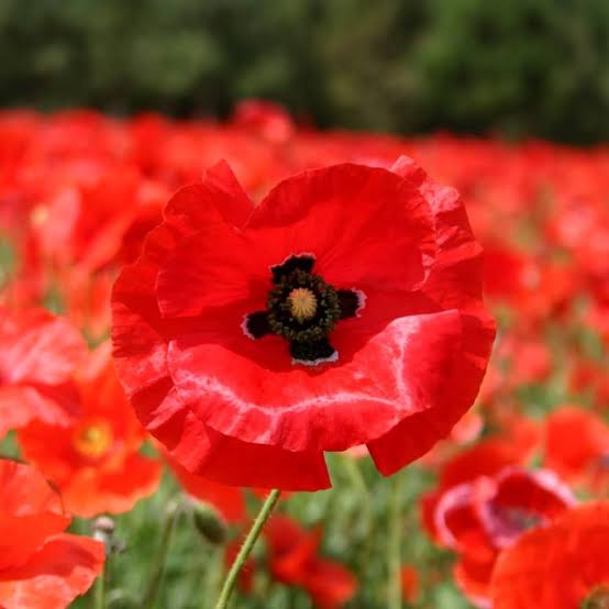 Papaver Rhoeas Shirley Single Red Corn Poppy flower seeds for planting