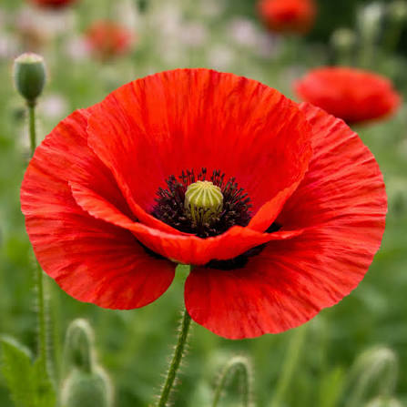 Papaver Rhoeas Shirley Single Red Corn Poppy flower seeds for planting