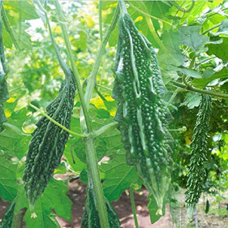 Short Bitter Gourd Seeds – Traditional Garden Vegetable Variety