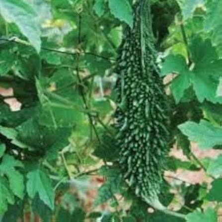 Short Bitter Gourd Seeds – Traditional Garden Vegetable Variety