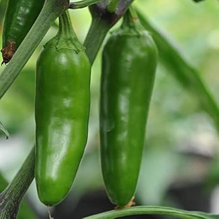Green Fresh Hot Pepper Seeds – Short Bullet Hot Pepper Garden Variety