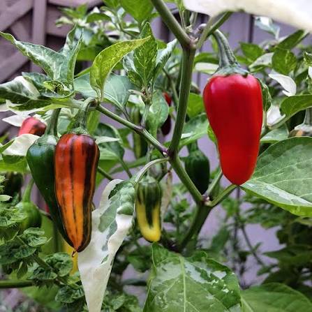 Short Pendant Hot Pepper Seeds – Compact Red Dry Pepper Garden Variety