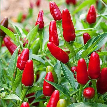 Short Pendant Hot Pepper Seeds – Compact Red Dry Pepper Garden Variety