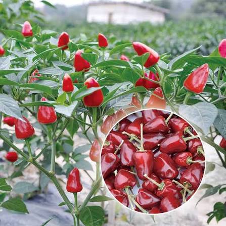 Short Pendant Hot Pepper Seeds – Compact Red Dry Pepper Garden Variety