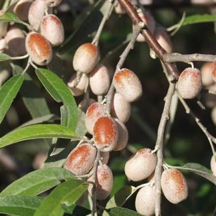 Silverberry Seeds for growing Elaeagnus commutata wolf willow wild olive fruit shrubs