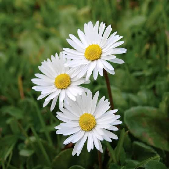 Bellis perennis Single Meadow Daisy white English Daisy flower seeds