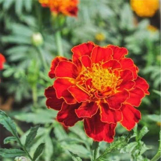 Marigold Single Mix flower seeds for planting