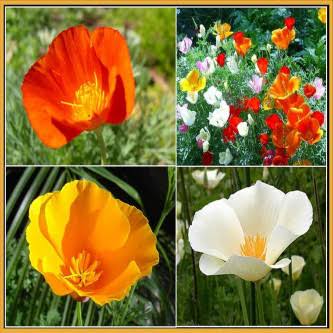 California Poppy Eschscholtzia Californica Single Mixed flower seeds for planting