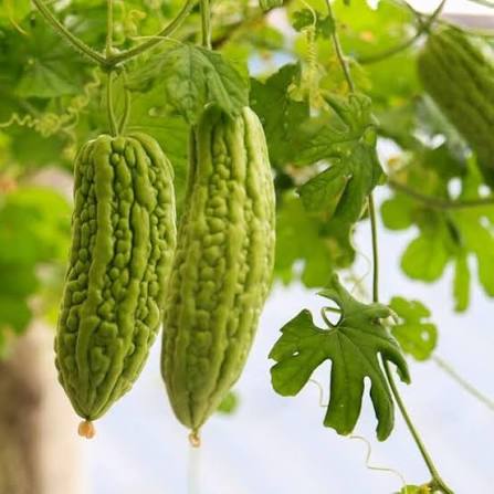 Smooth Bitter Gourd Seeds – Smooth-Skinned Vegetable Garden Variety