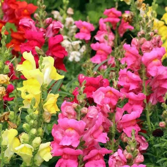 Antirrhinum majus Maximum Mix snapdragon flowers in mixed colors