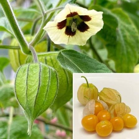 Golden Wonderberry Seeds for growing Solanum villosum aureum golden berry plants