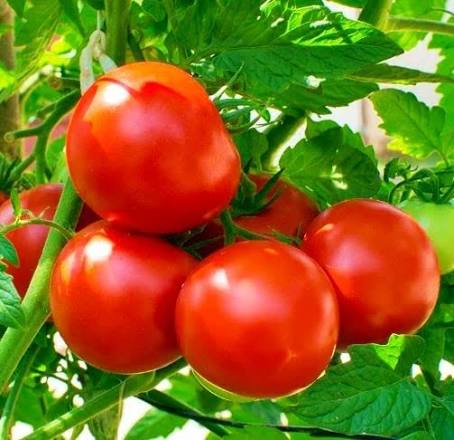 Summer Sour Tomato Seeds for home garden planting