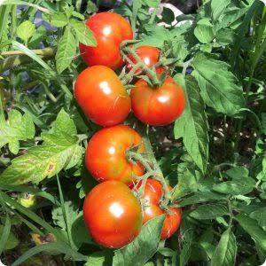 Sour Tomato Seeds Kharif variety for home garden planting
