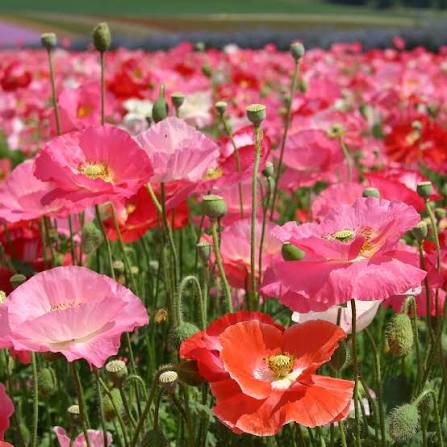 Papaver Nudicaule Special Mixed Iceland Poppy flower seeds for planting