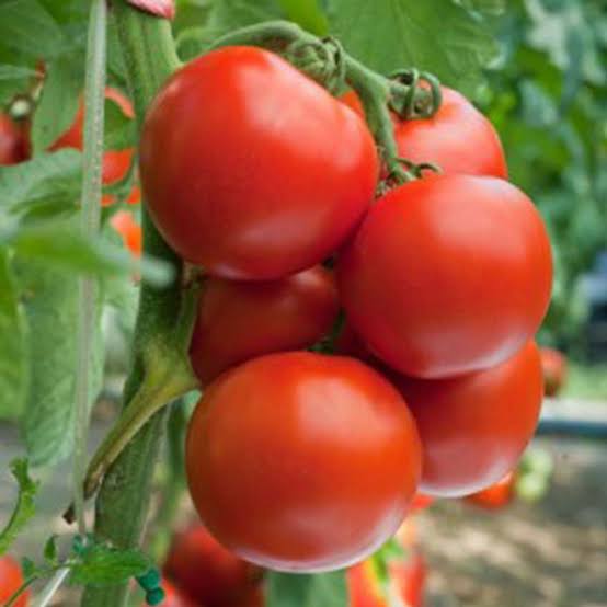 Square Round Tomato Seeds BW HH variety for home garden planting