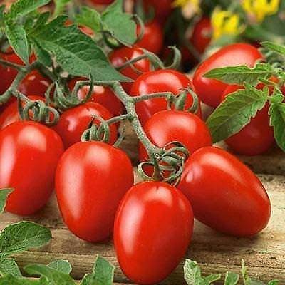 Square Round Tomato Seeds Summer variety for home garden planting