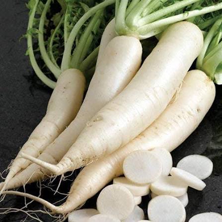 Standard Radish Seeds – Fresh Root Garden Vegetable Variety