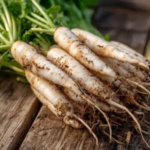 Standard Radish Seeds – Fresh Root Garden Vegetable Variety