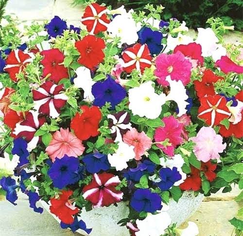 Petunia Hybrida Stars Mix flower seeds for planting